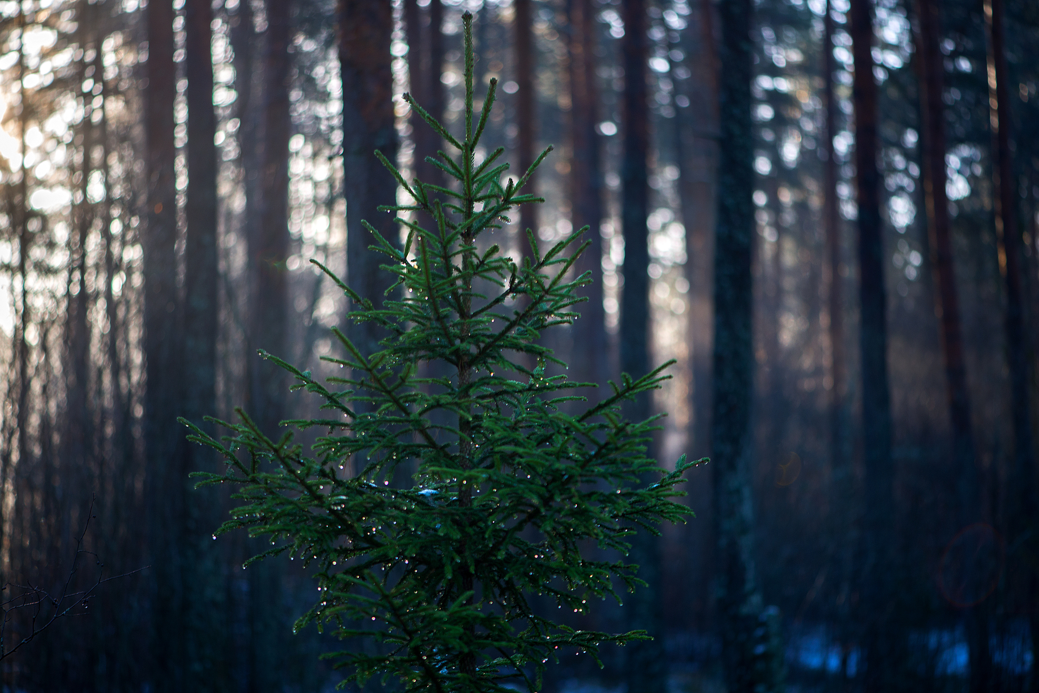 当前开发林业碳汇的CCER方法学有哪些