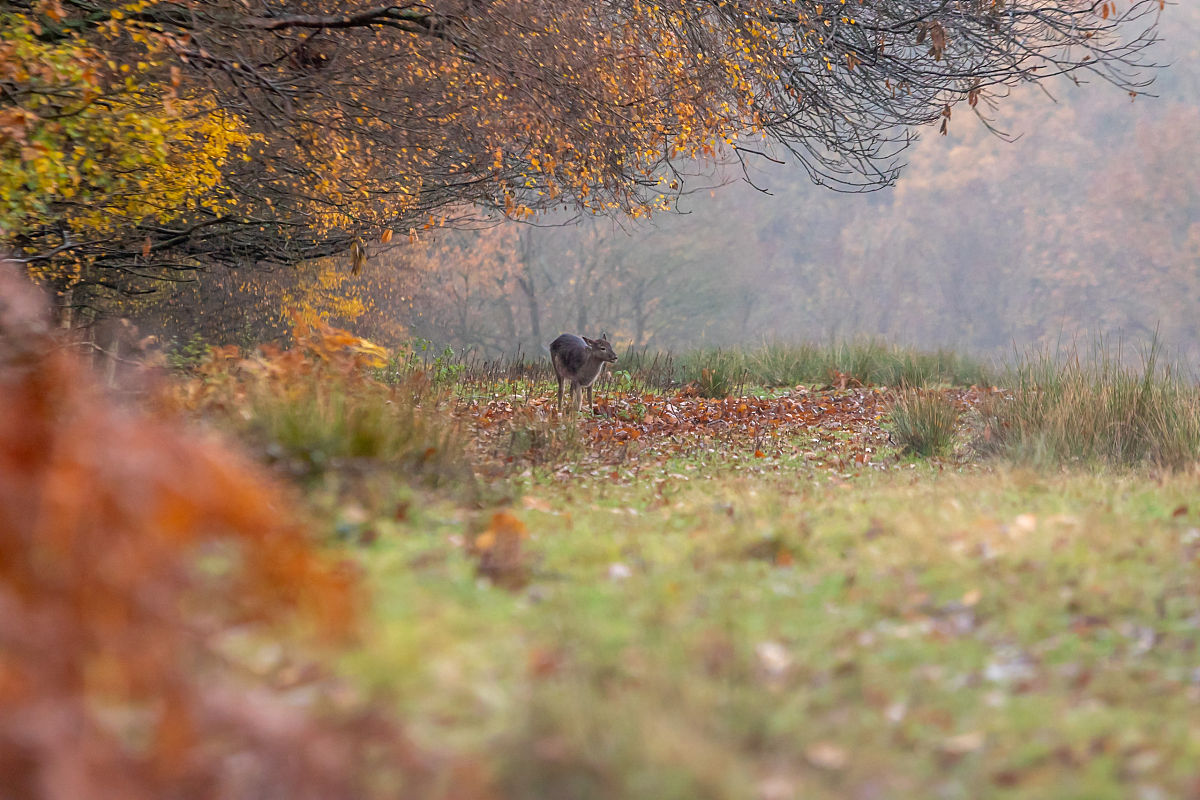 梦里寻秋秋不见，秋在平芜远树：诗意描绘的秋思与人生感悟
