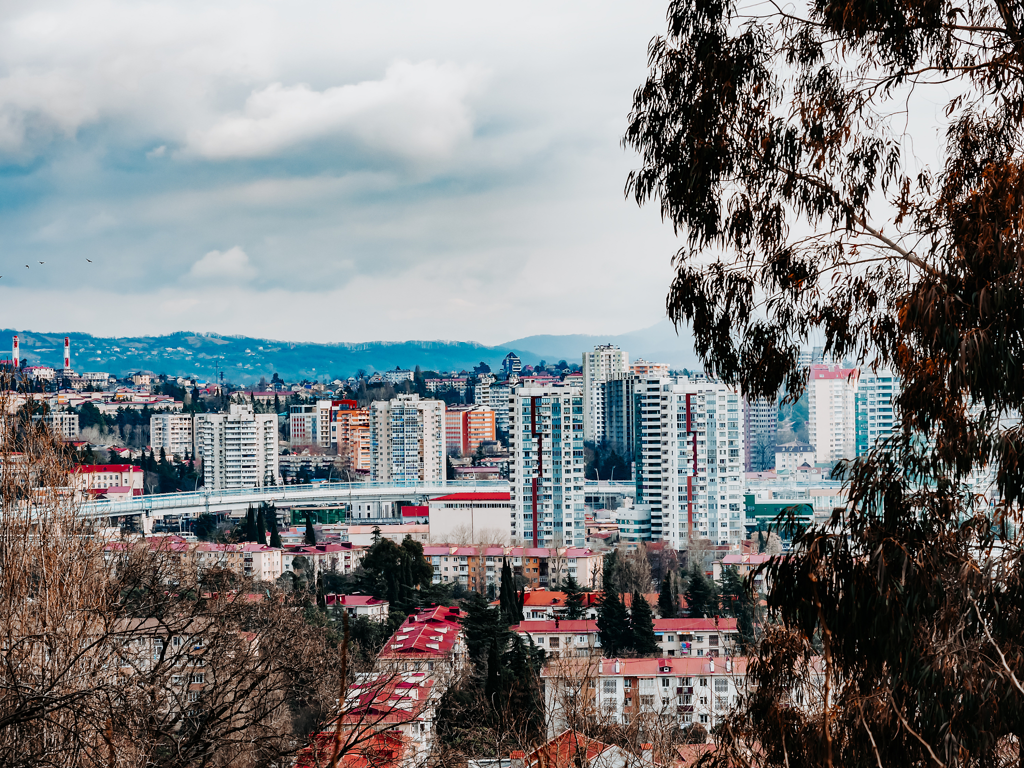 cityscape with skyscrapers and low houses with a dry tree in the