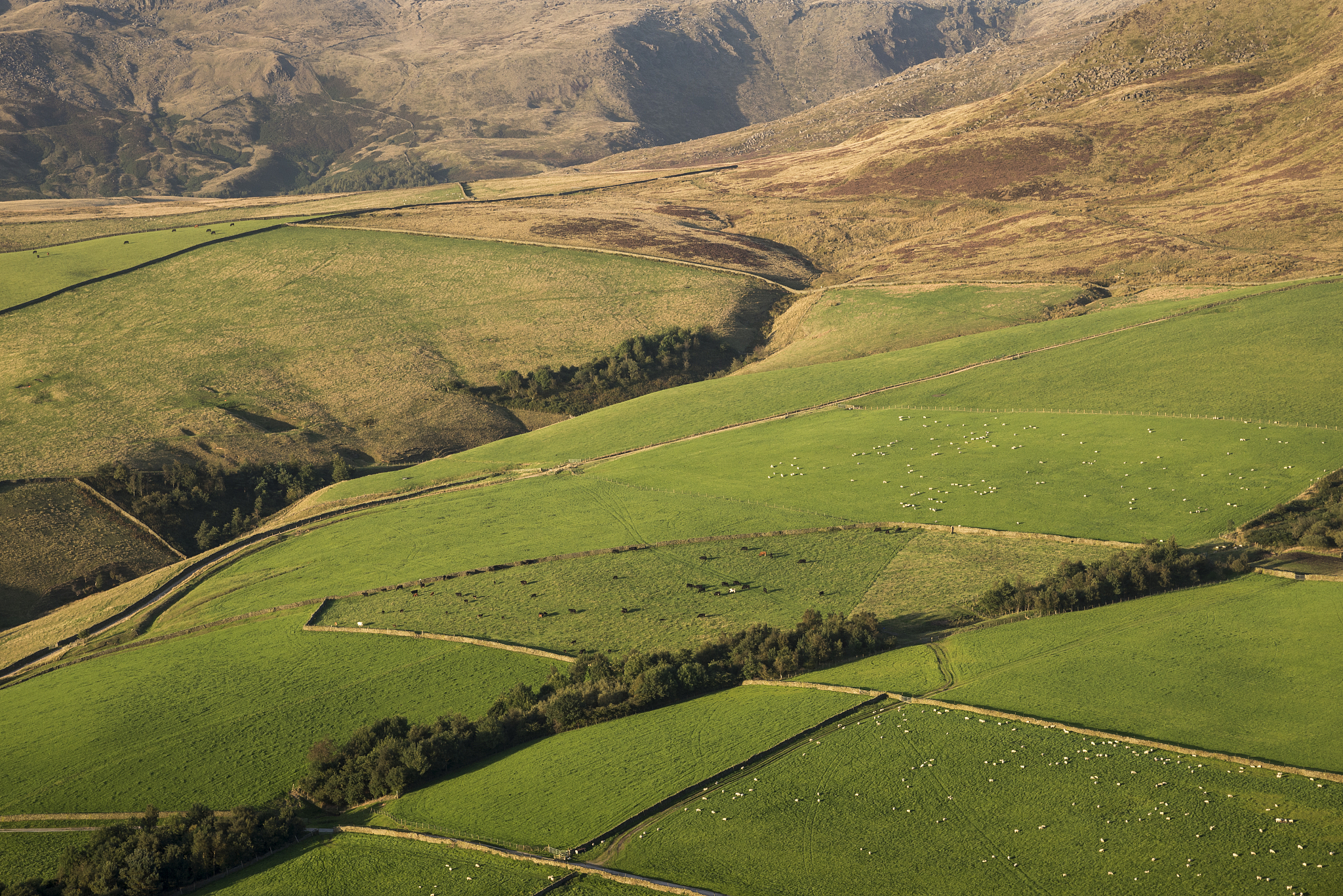 green fields on the slopes below kinder scout in northern englan