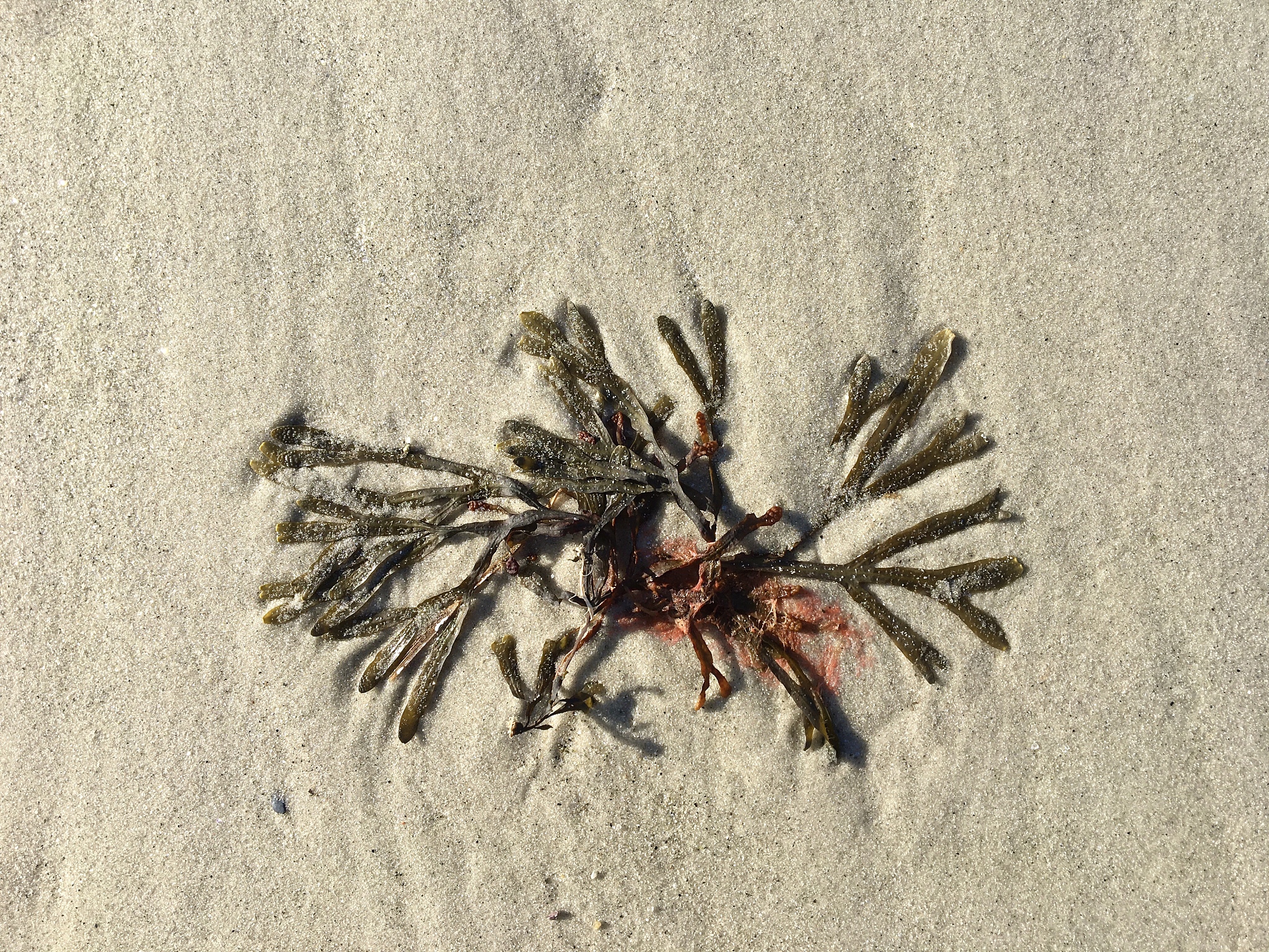 seaweed on the sand