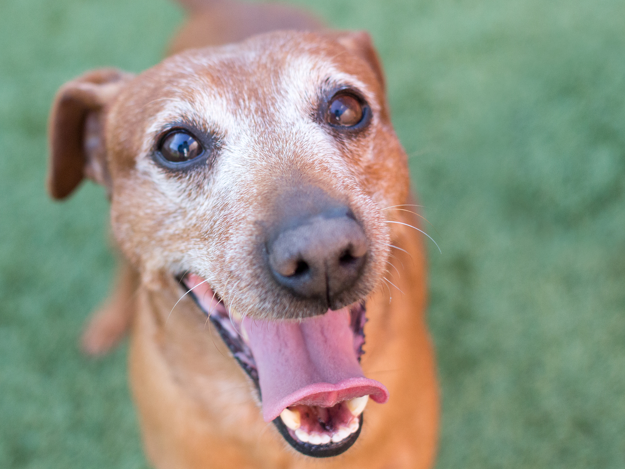 狗狗呲牙咬主人：原因分析及解决方法