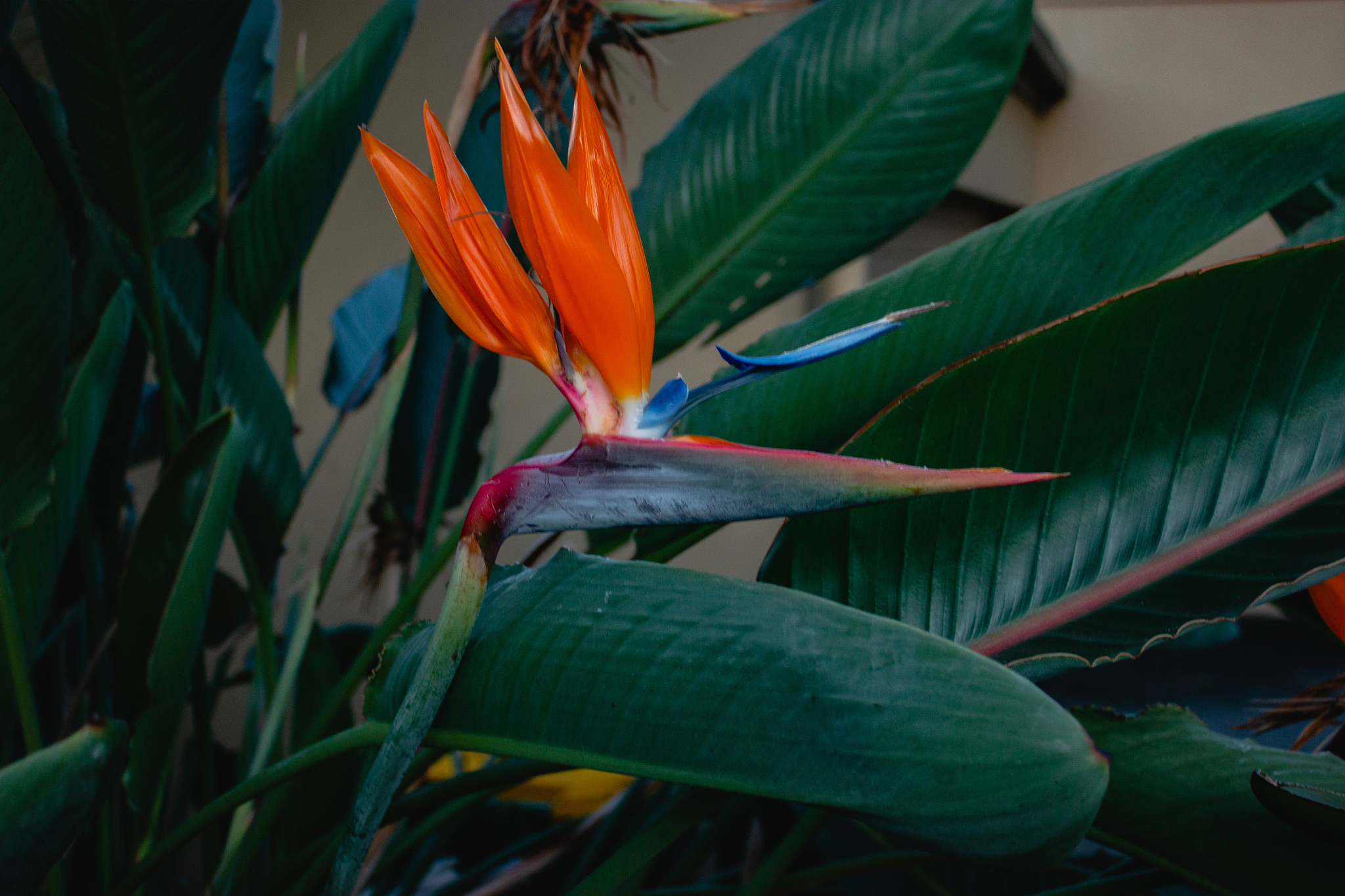 天堂鸟可以养在室内吗可以做装饰吗400字