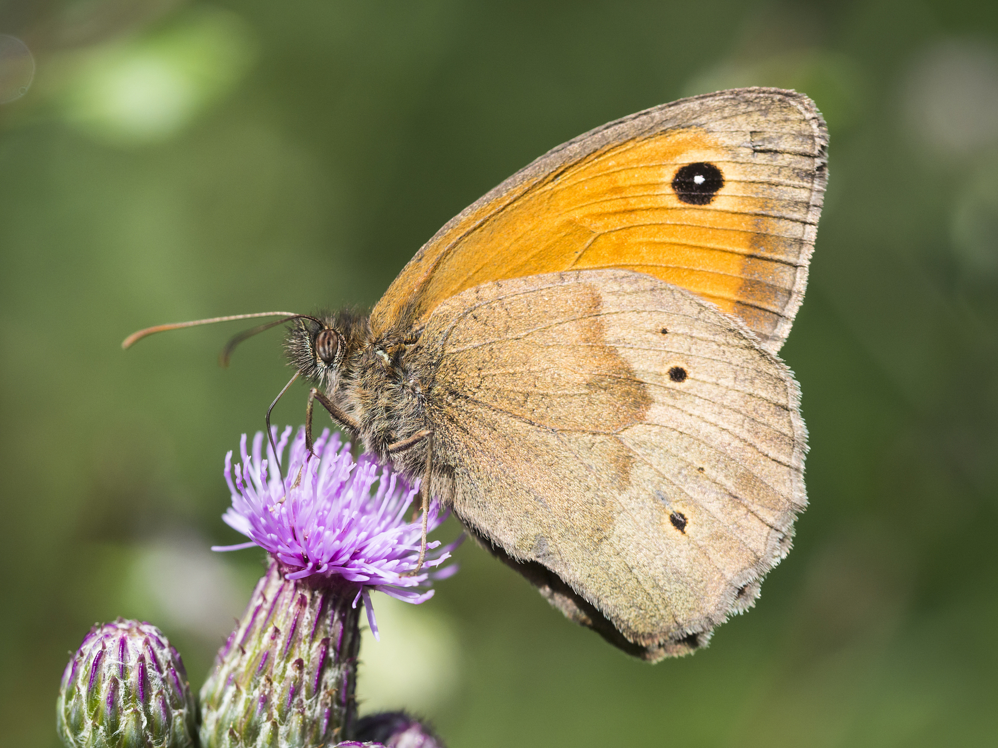 schmetterling sitzt an einer blüte.