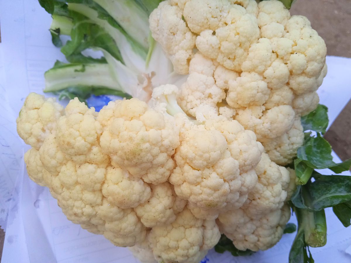 菜花