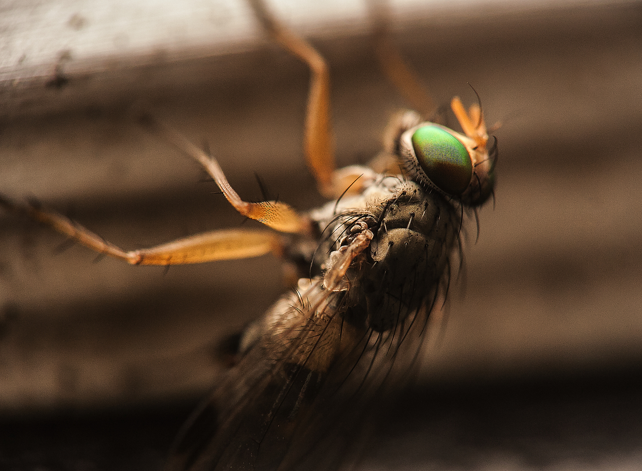 sand fly - super macro