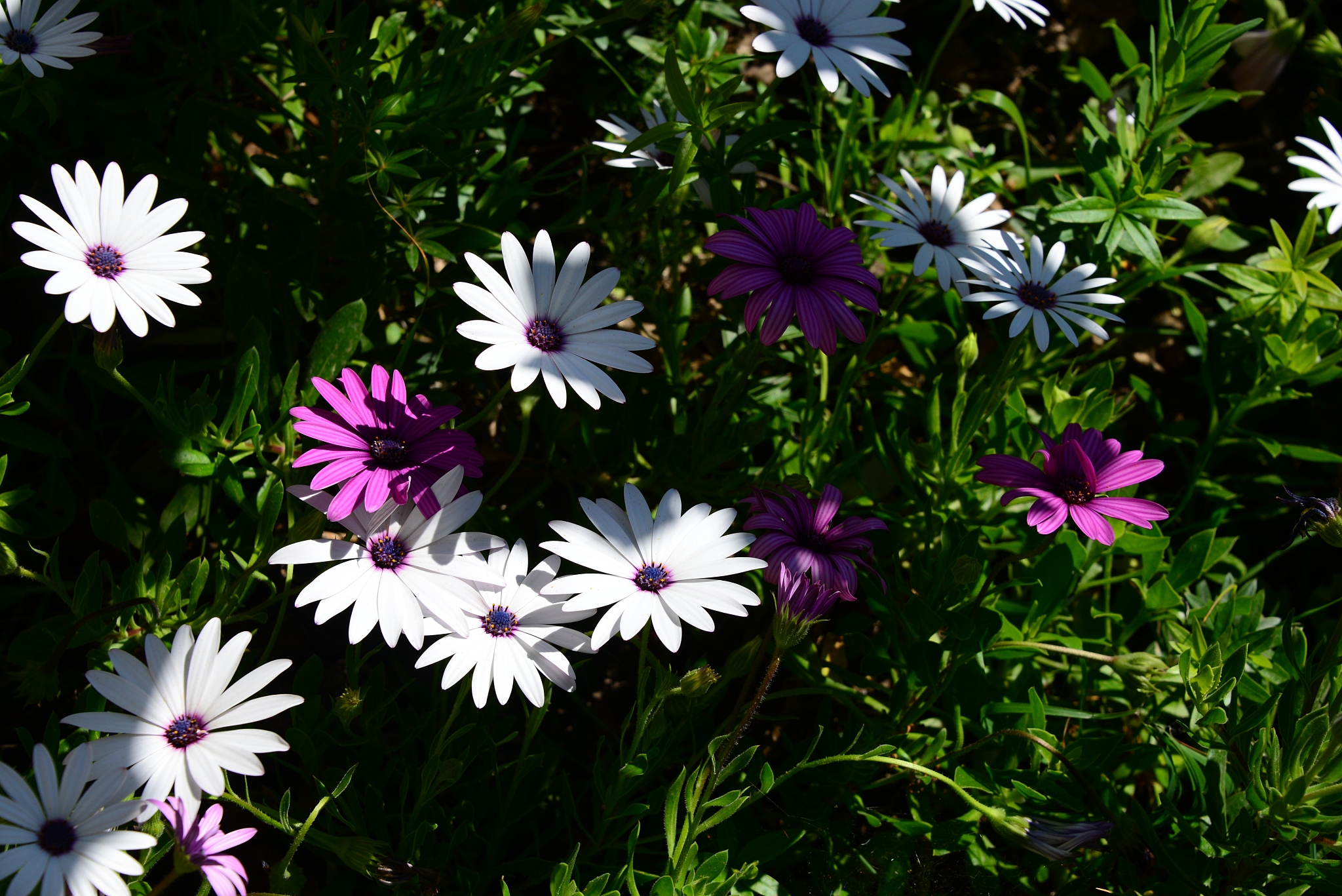 magaritenblüte in spanien