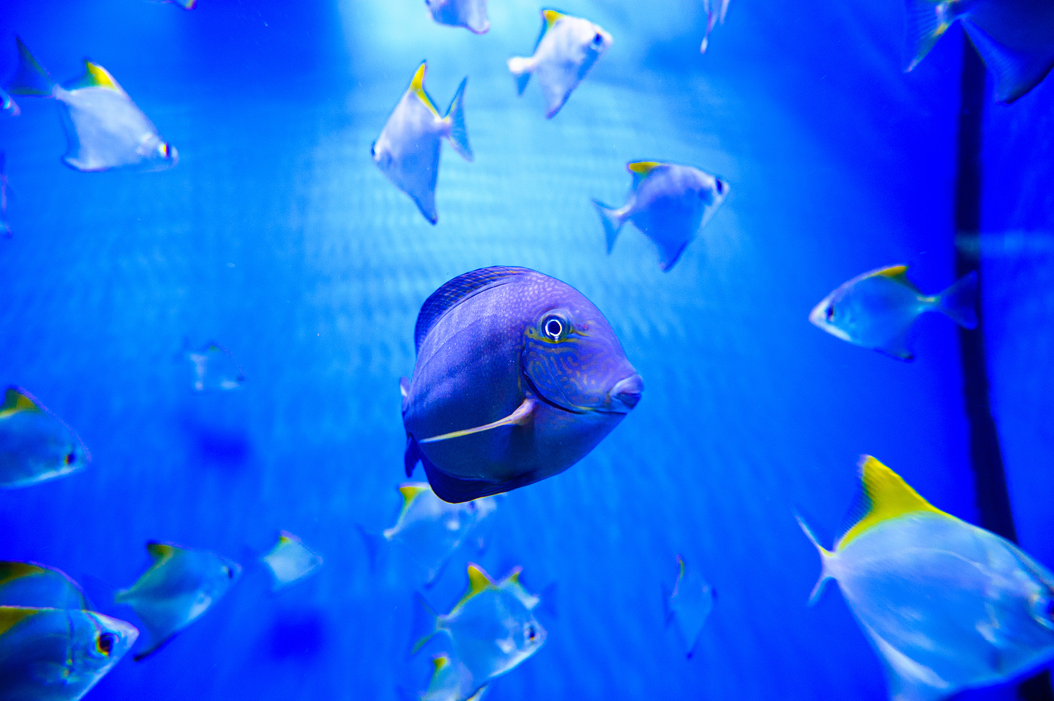 tropical sea fish