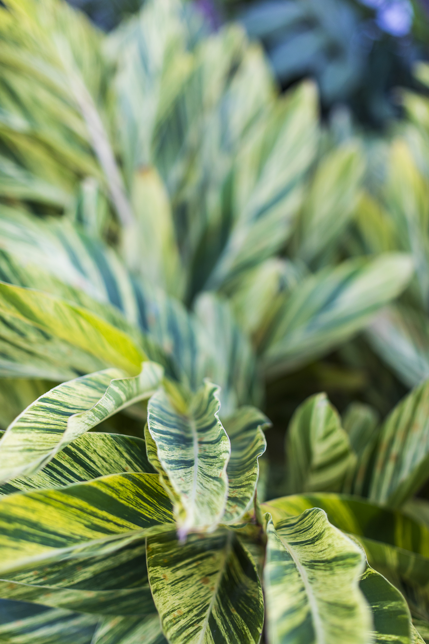 the leaves of calathea plants also called zebra plant or rattles