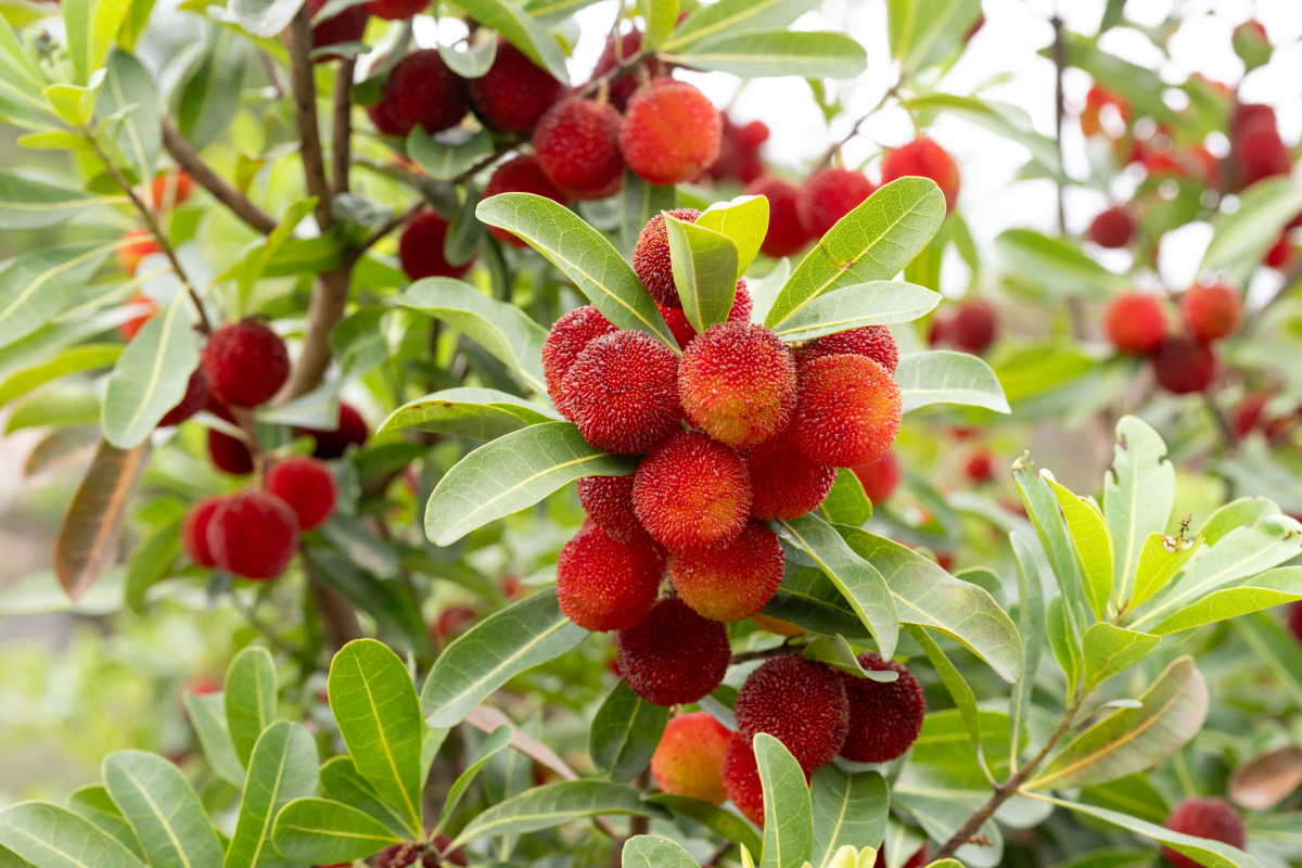 杨梅什么季节成熟上市什么地方适合种植1500字