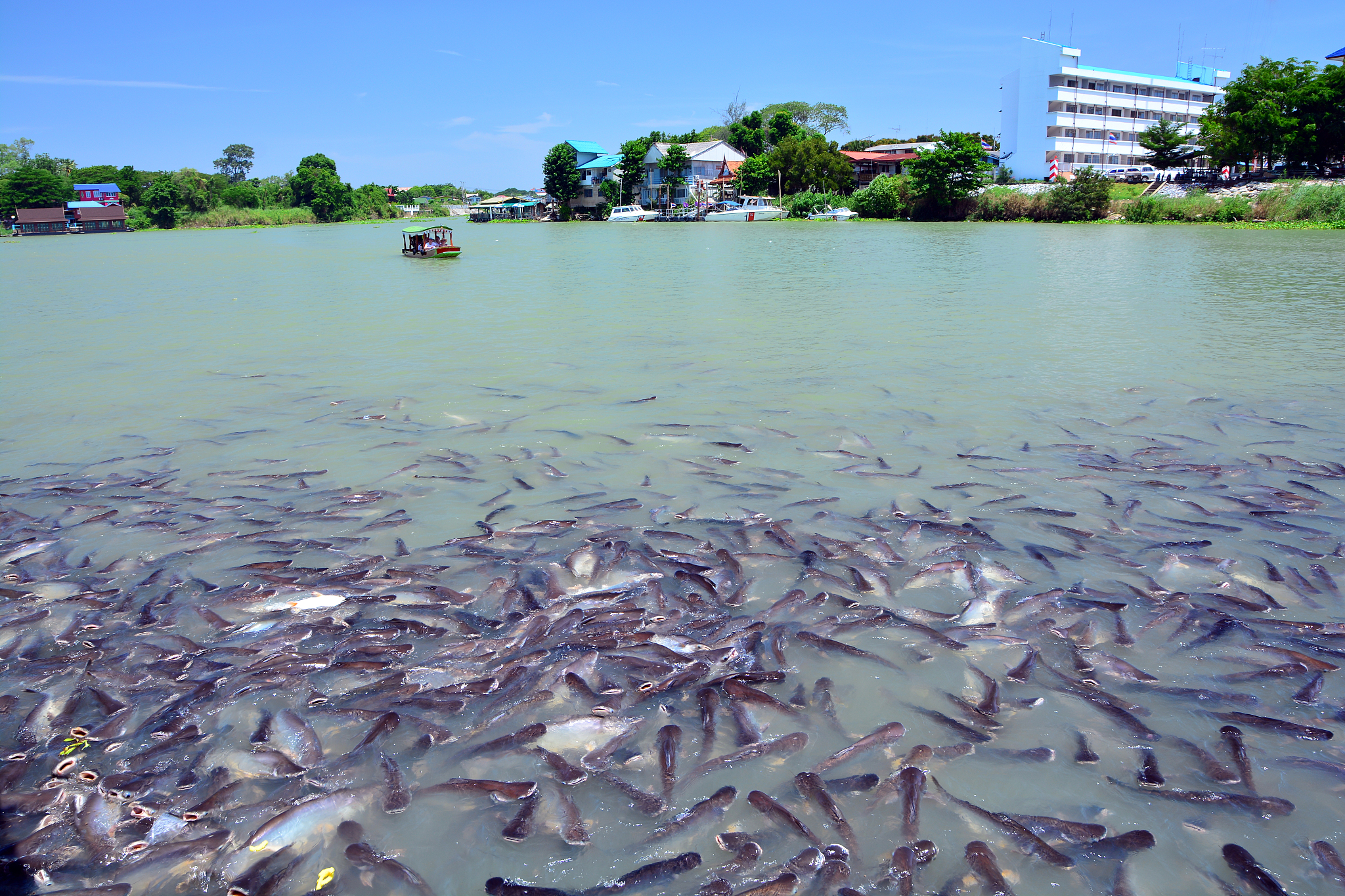 长江十年禁渔：保护生态系统的必要之举