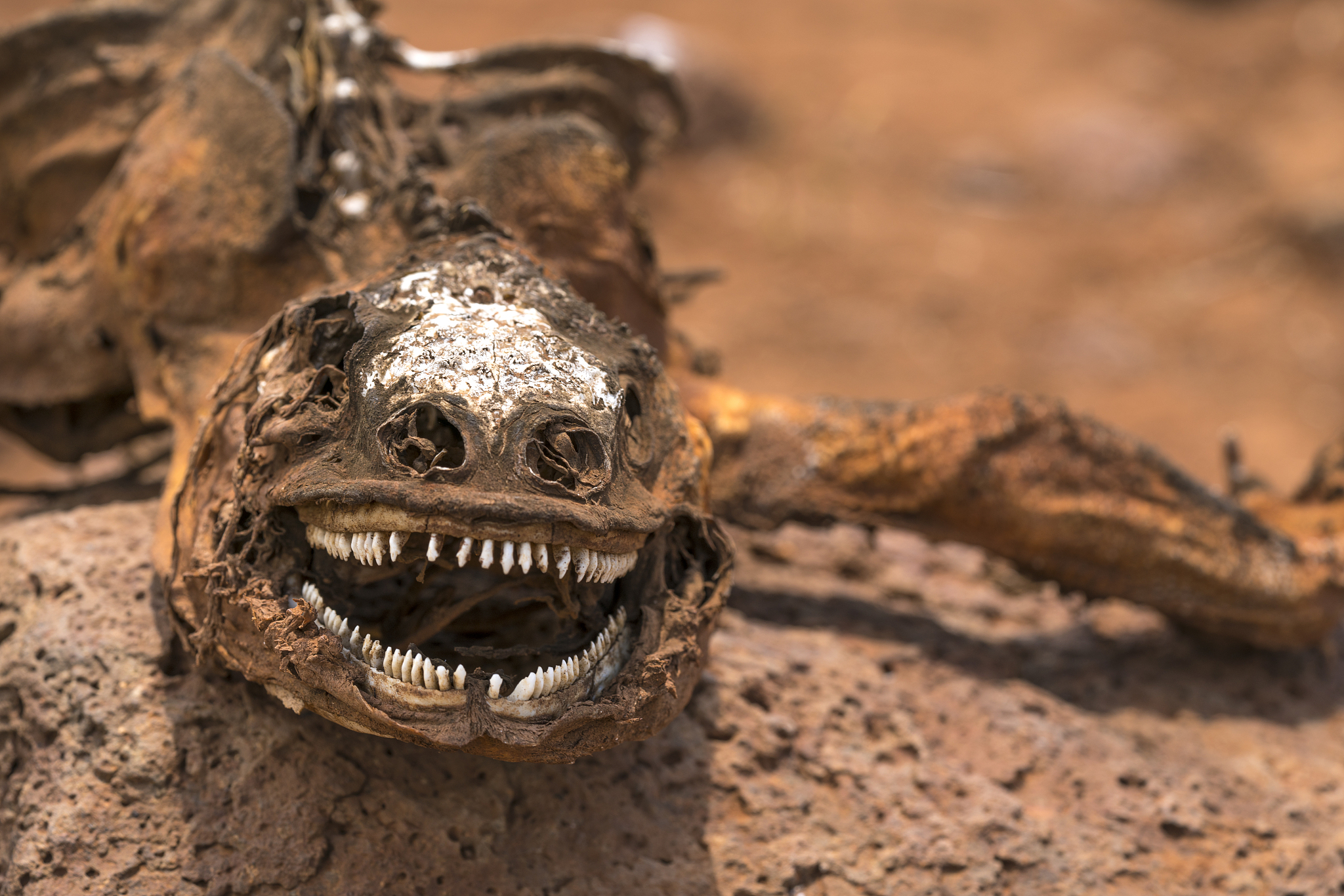 dry galapagos land iguana at north seymour island, ecuador