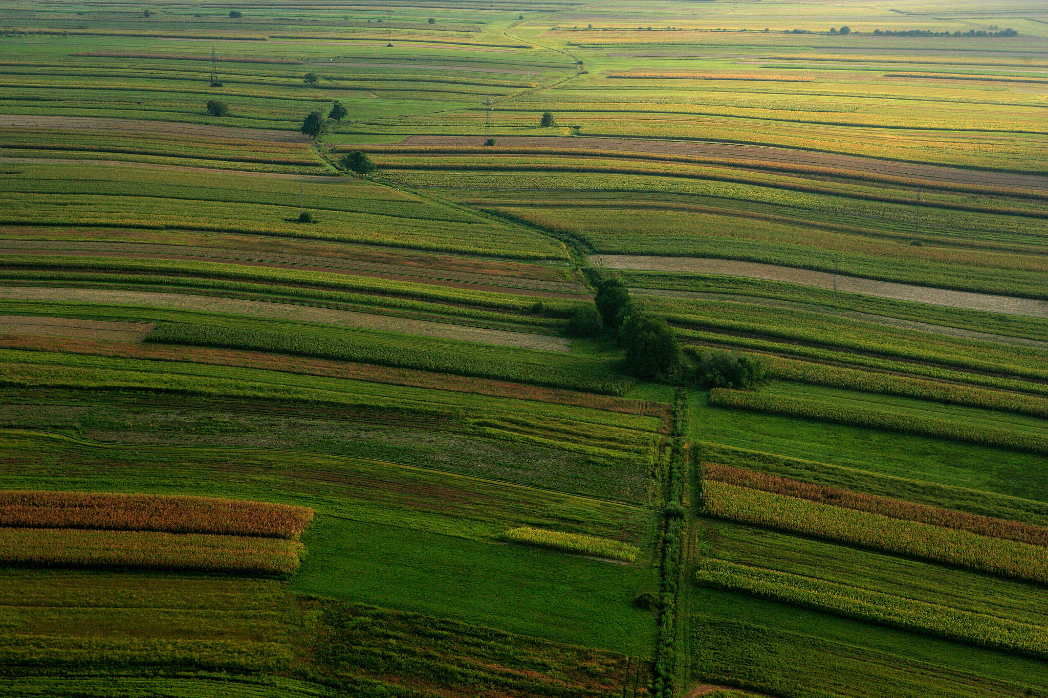 aerial view of corn fields, croatia