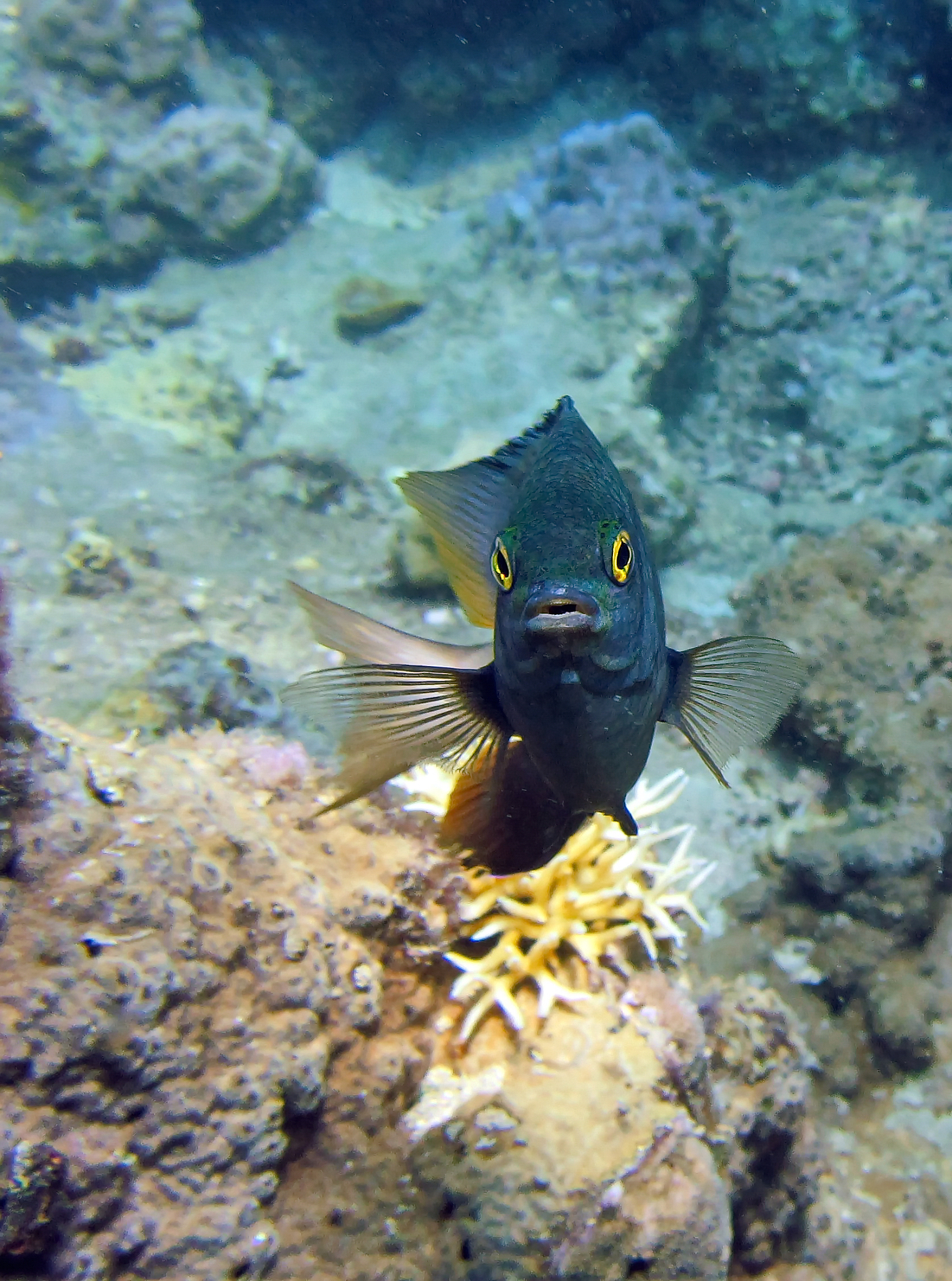 diving in vietnam