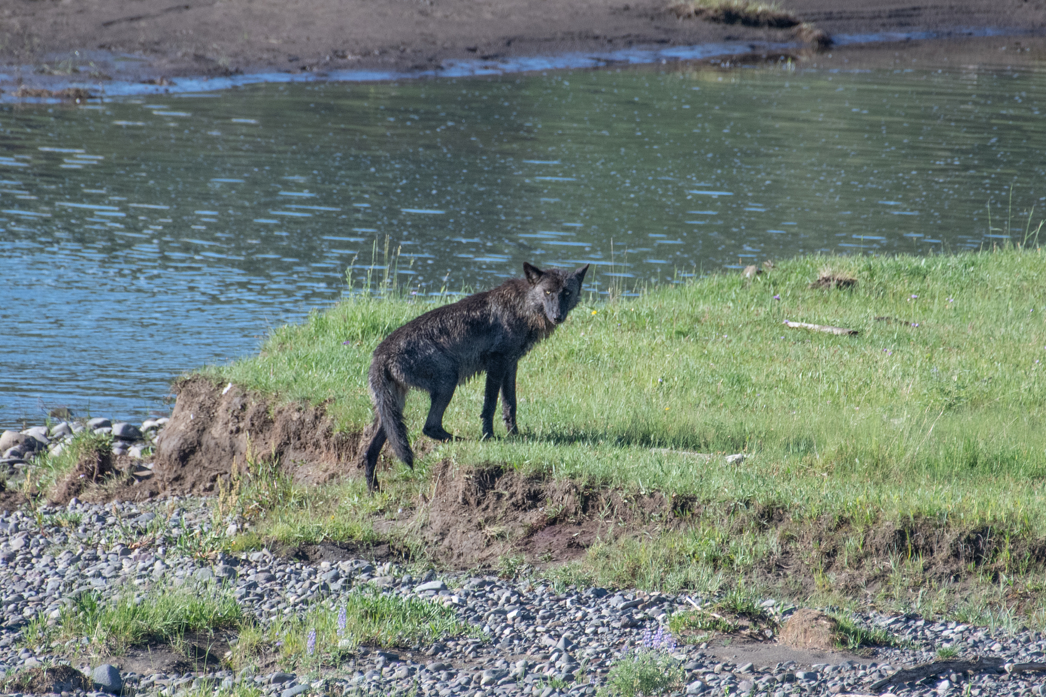 美国的神话代表动物魔物