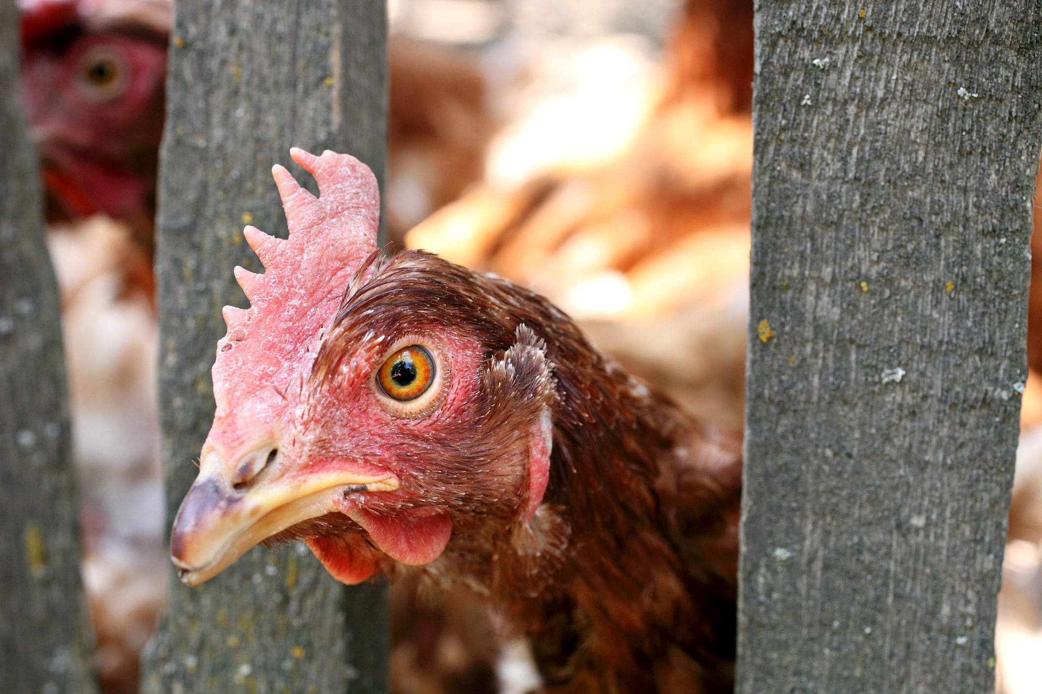 chicken