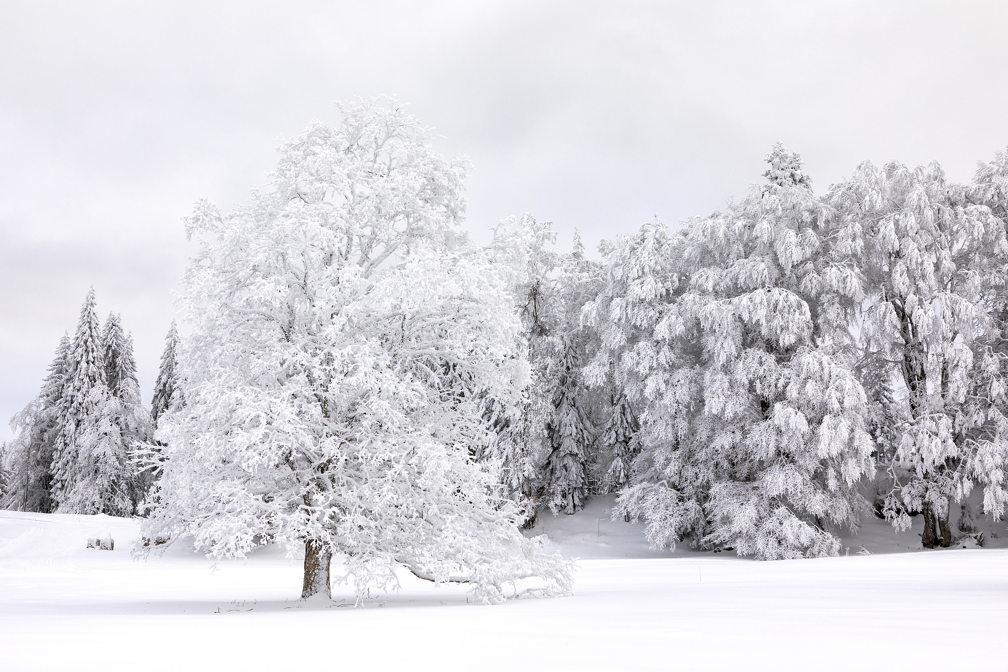winter fairy tale, part