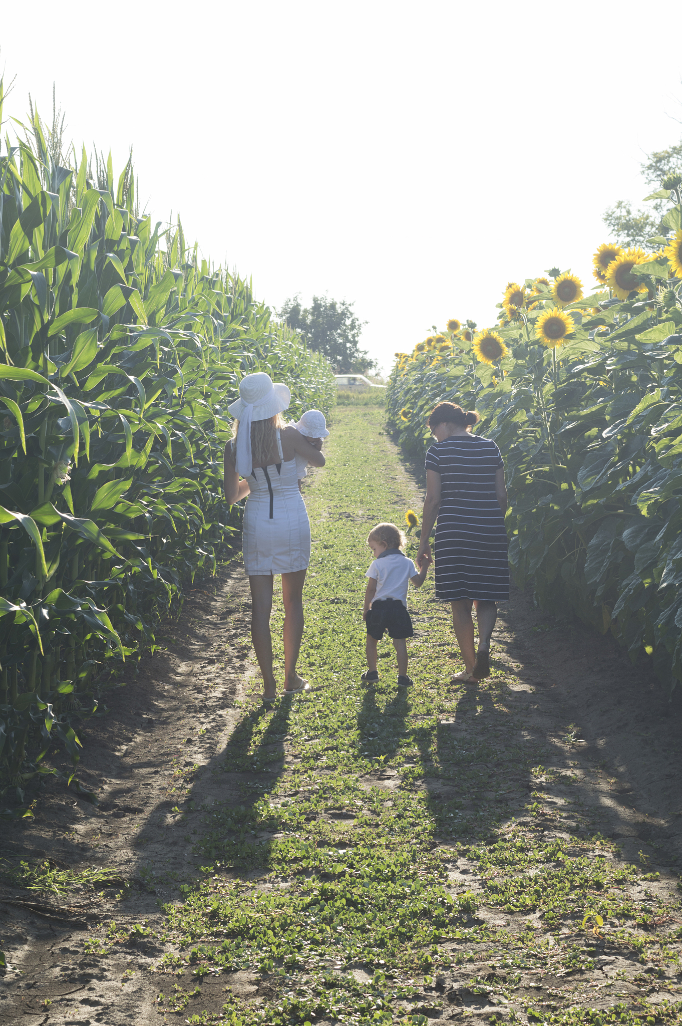 sunlower field