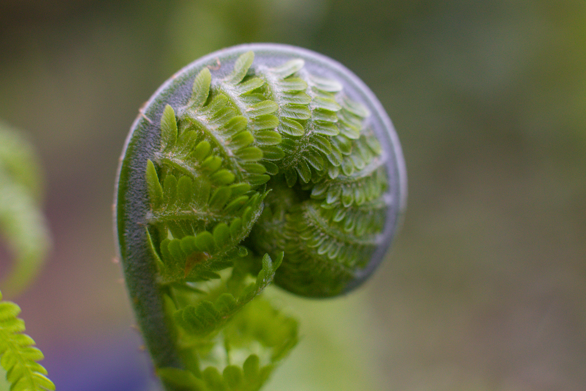 绿得发黑：自然奇观与健康益处
