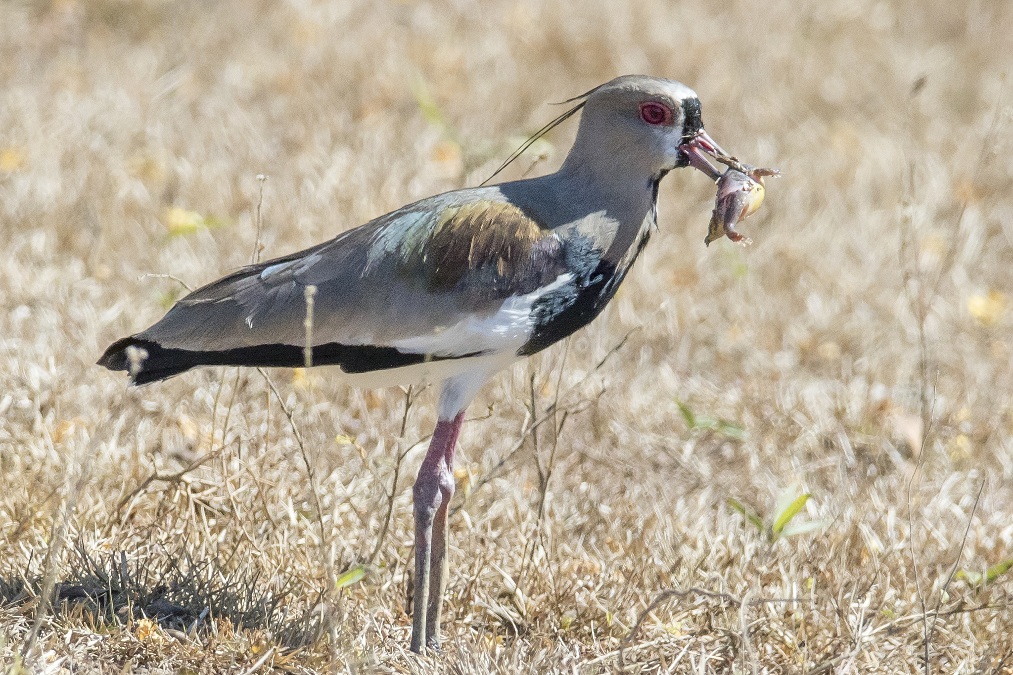 southern lapwing eating a frog