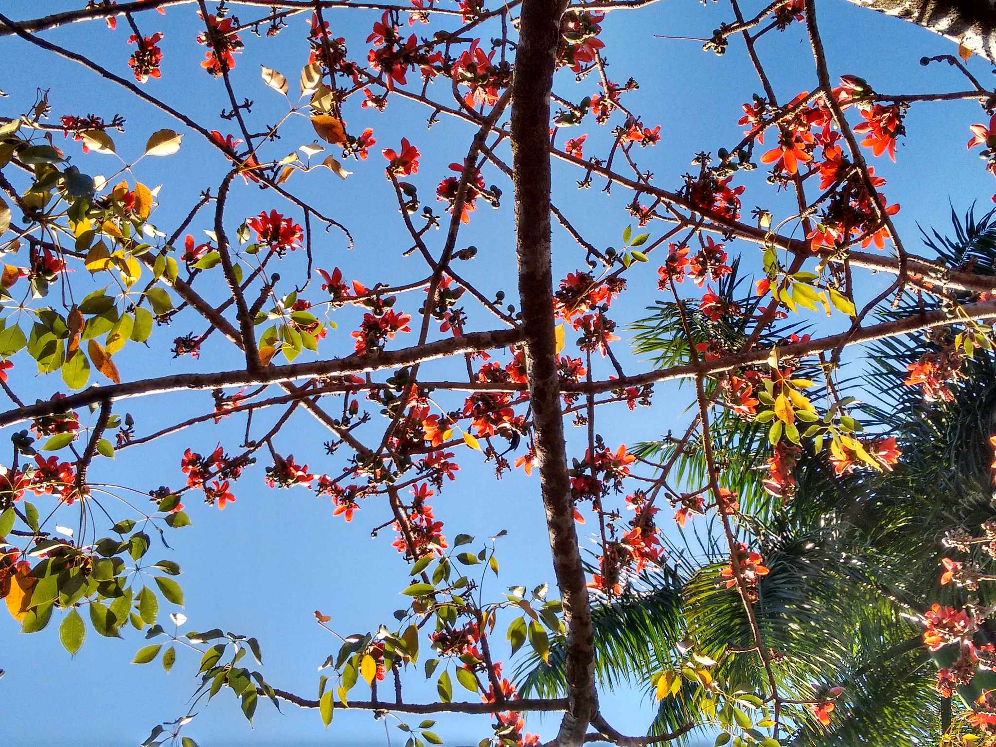 翻译下这句话：木材的形成是林木物种特有的一个复杂的生物学过程。