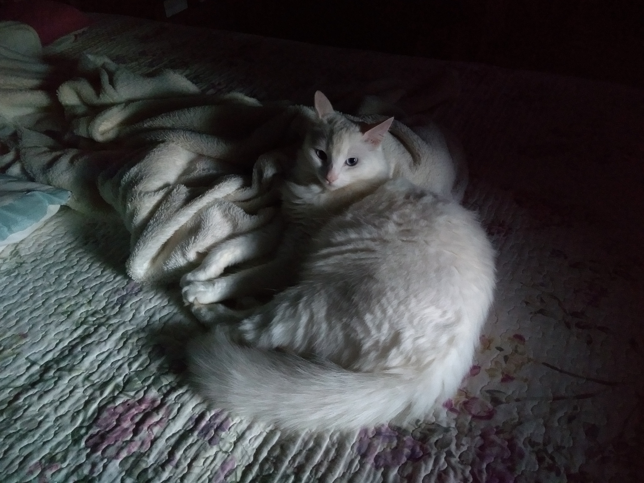 德文卷毛猫幼猫头上的硬凸起是什么？