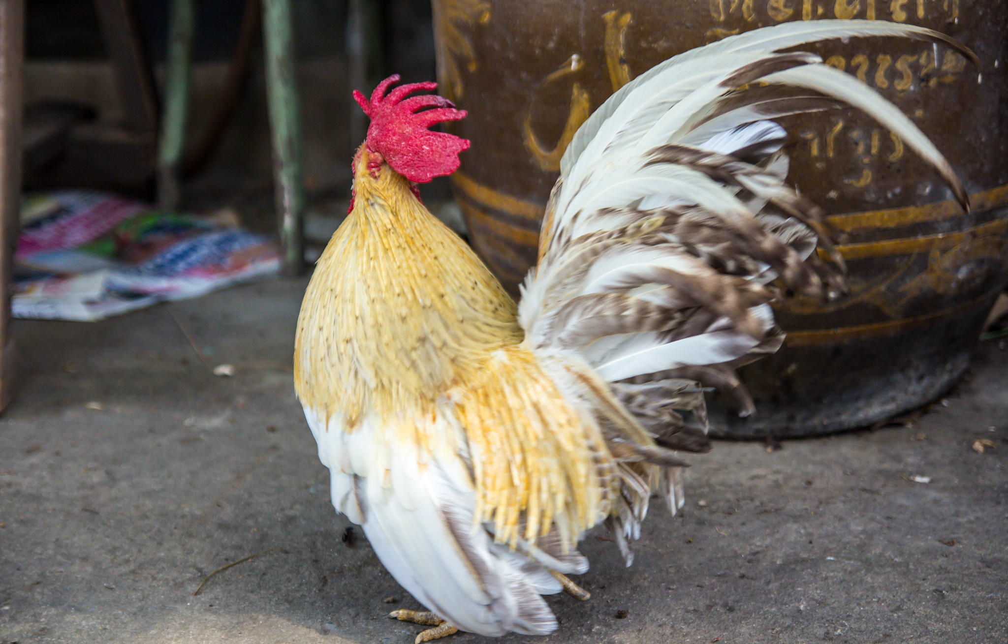 chicken