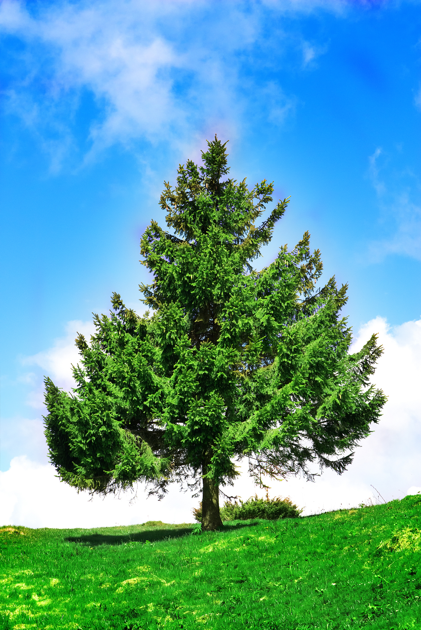 欲为大树，莫为草争：如何实现人生目标