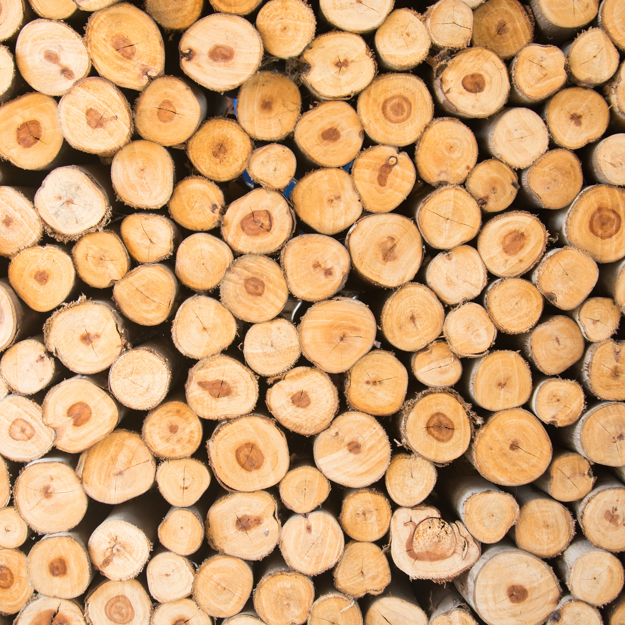 云南林业技工学校林产品加工专业：优势、劣势及环境保护