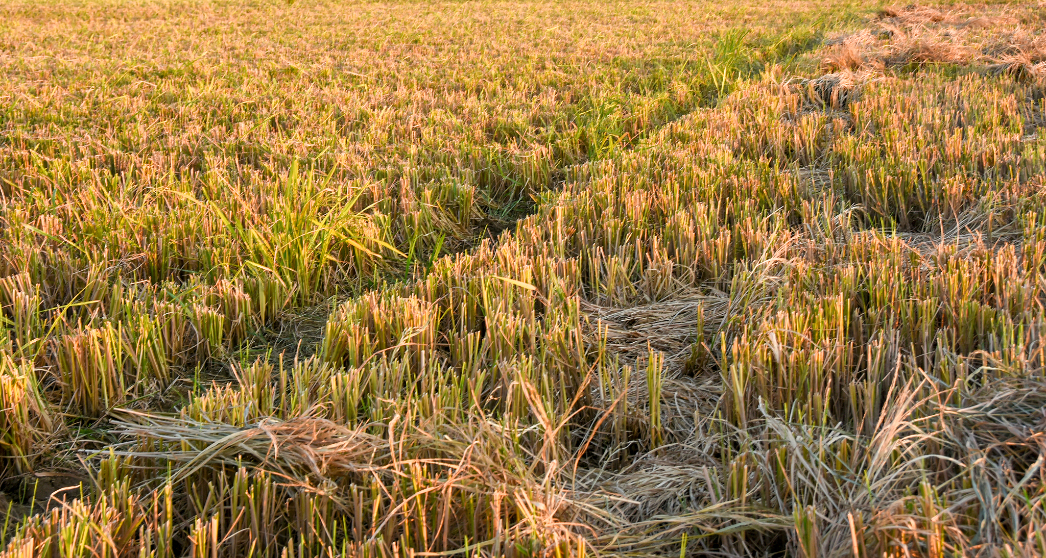 红河州农业学校烟草生产与加工专业怎么样？就业前景分析