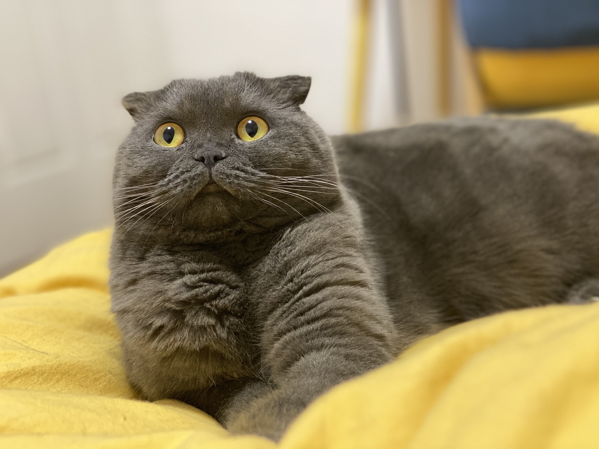 在问题后面加'喵'？没问题！