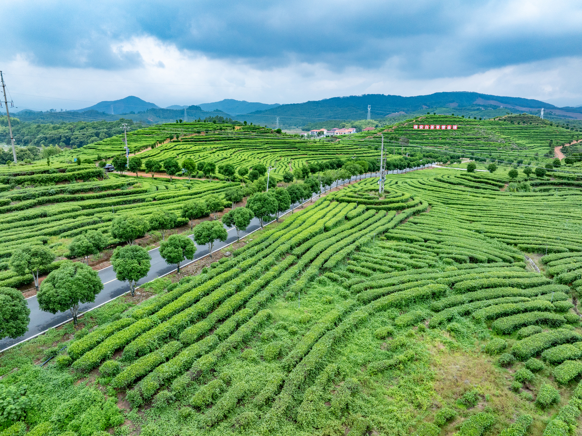 绿茶种植管理指南：从土壤到采摘