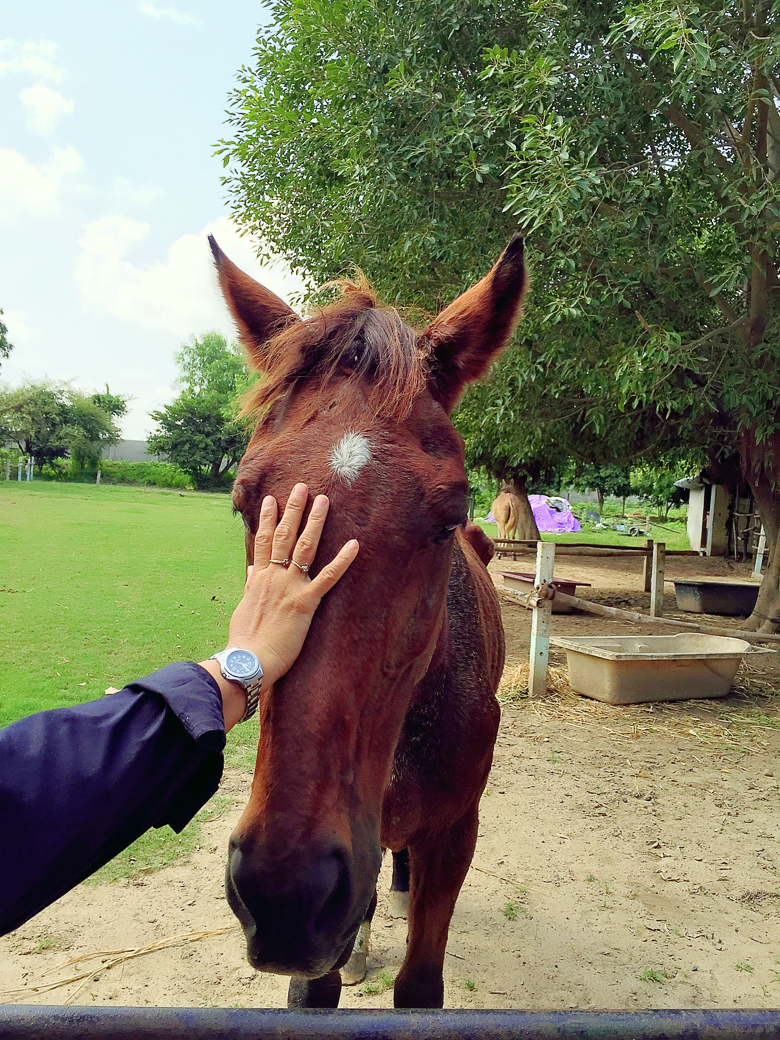 cropped image of man stroking horse on field