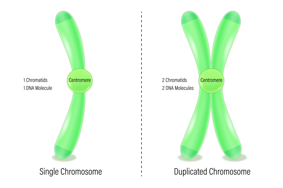 染色体重排和染色体变异有什么关系