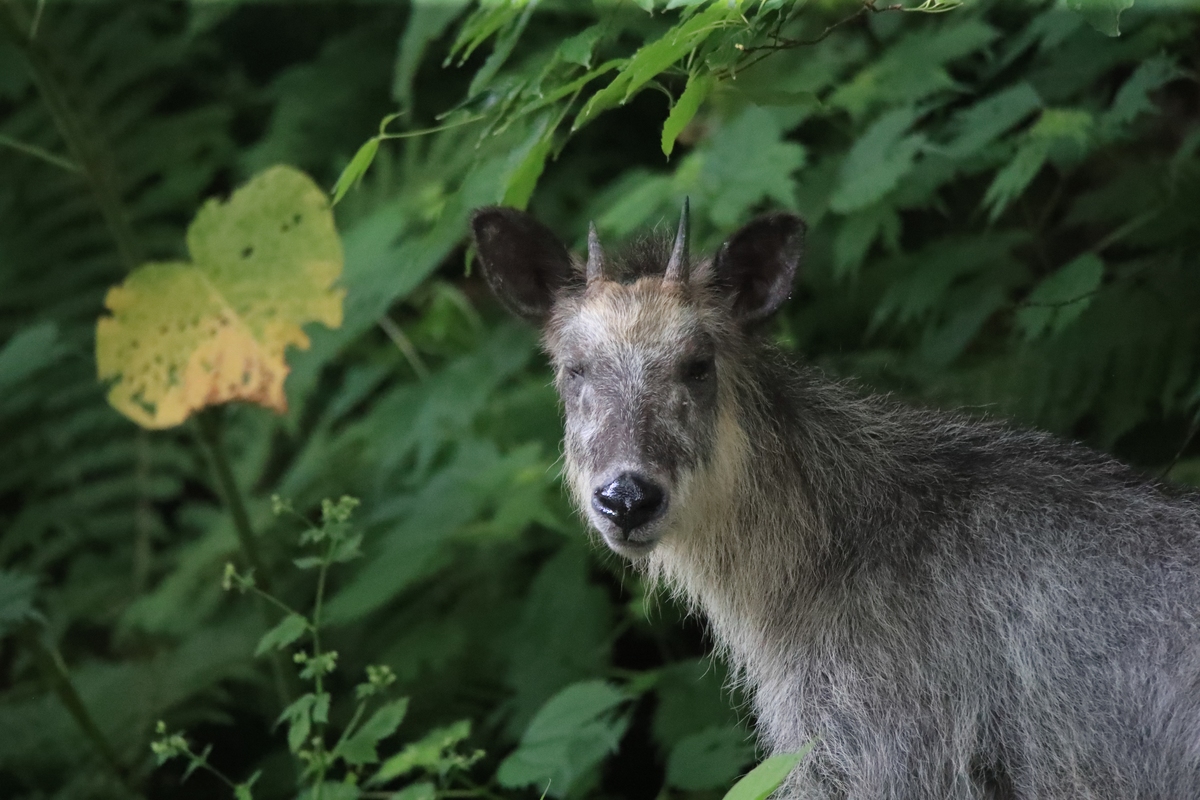 叶羊：中国西南地区的珍稀濒危动物