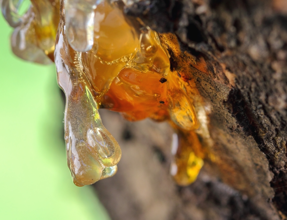特写镜头下樱花树皮上橙黄色的树脂