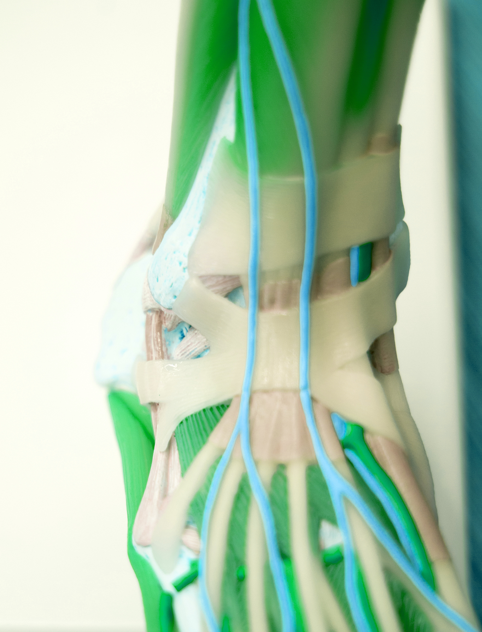 Diatom Competitive Advantage Under Low Nutrient Conditions: Relevant Research