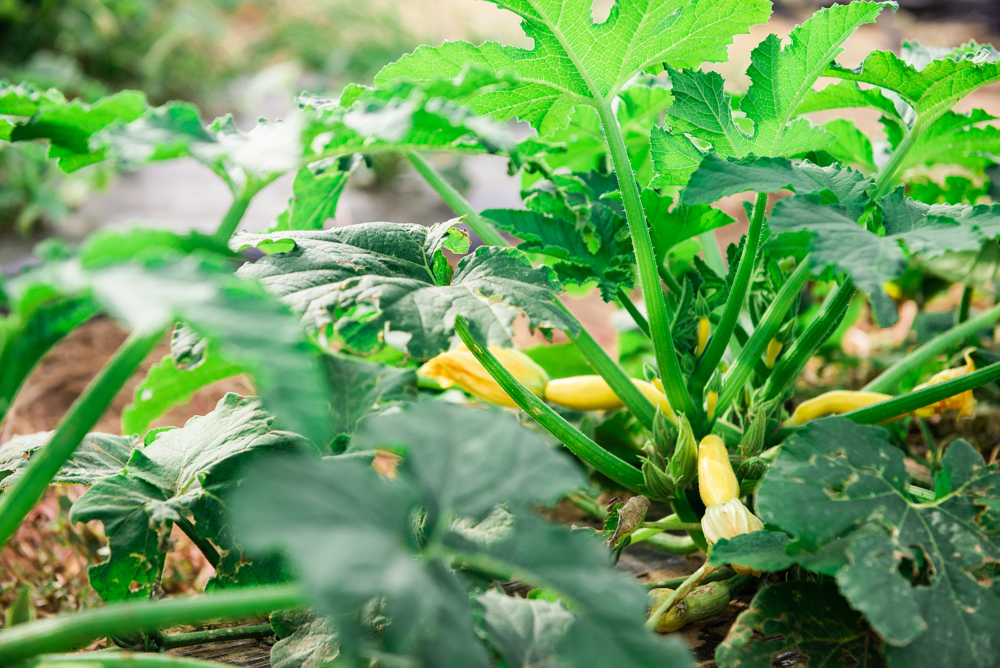 summer squash