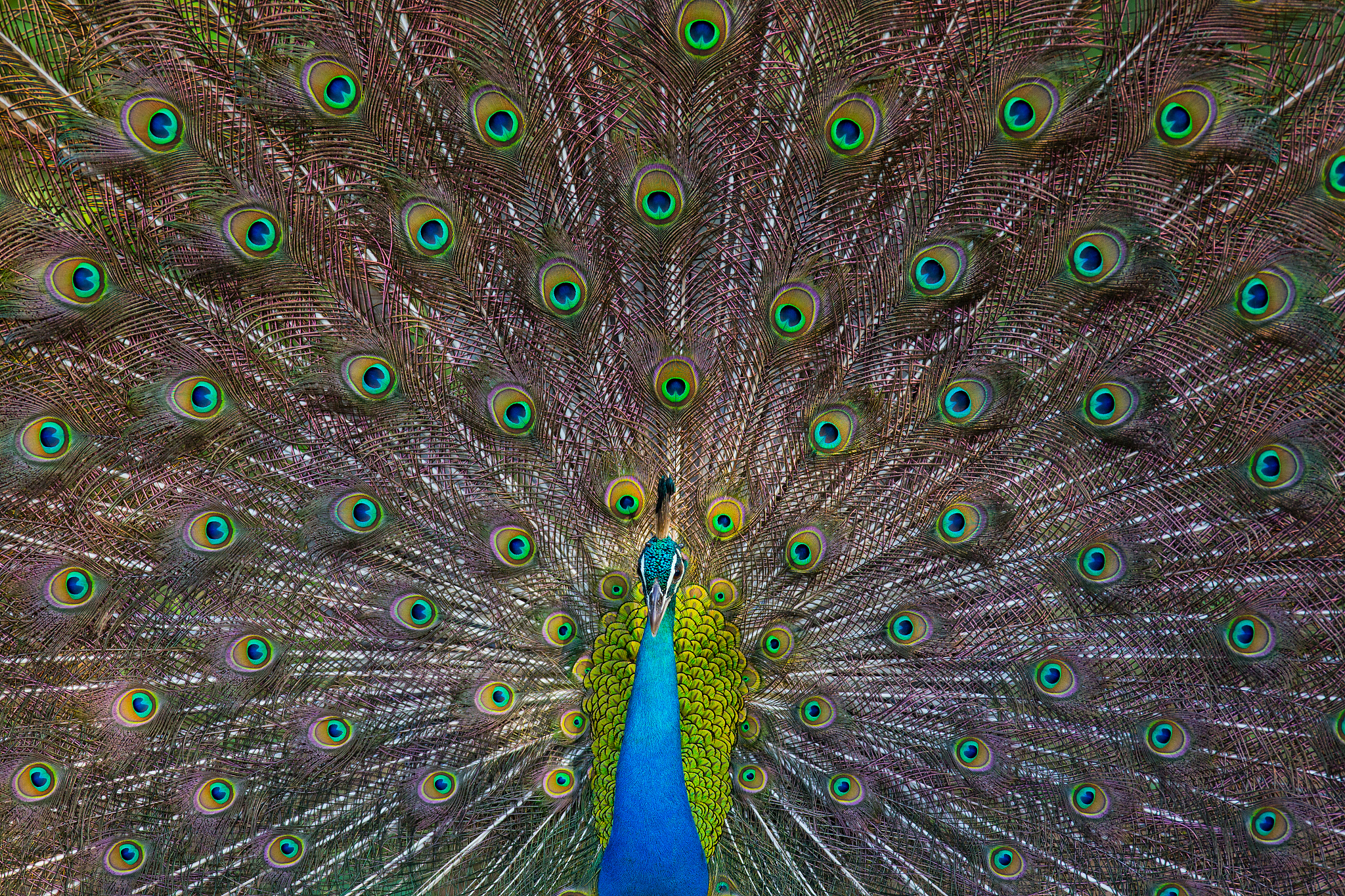 国家公园视觉资源管理：挑战与机遇