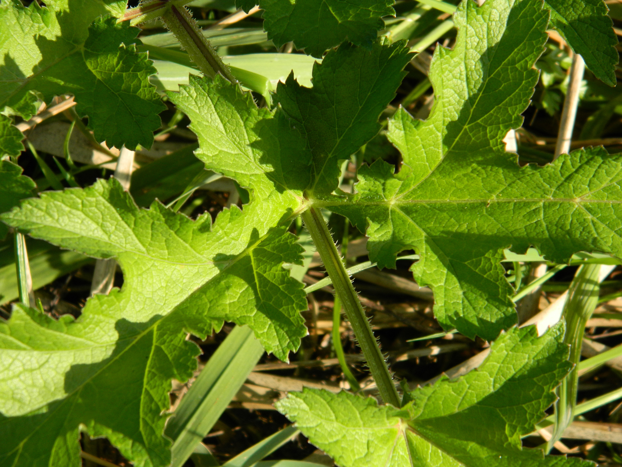 close-up of leaves