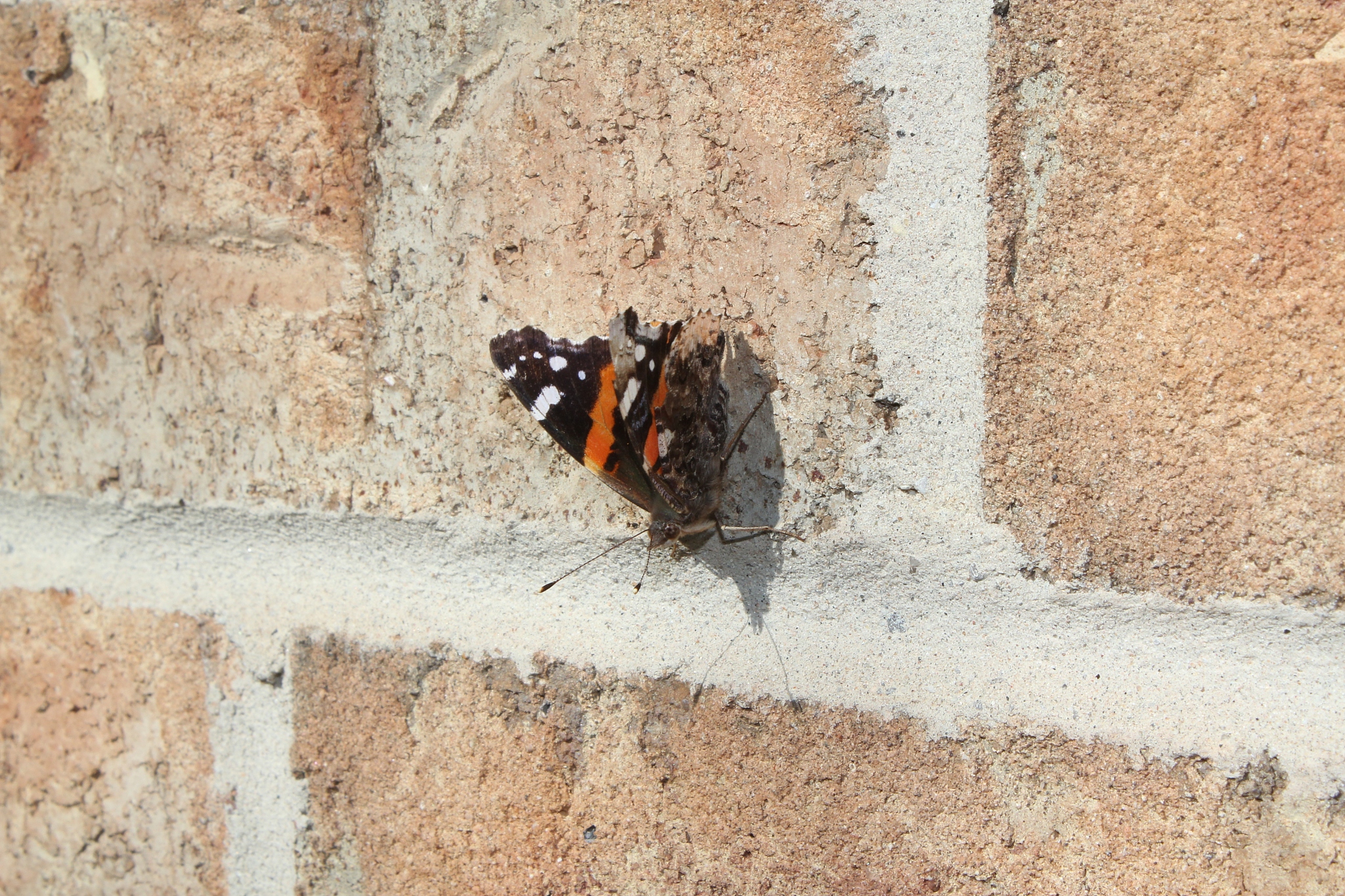 black orange white butterfly on a brick wall