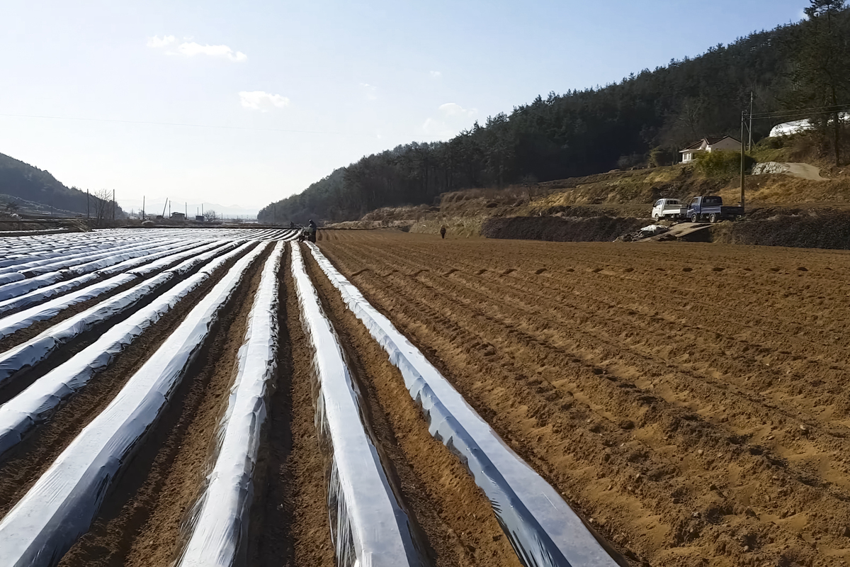 塑料薄膜覆盖技术：农业节水增产的有效手段