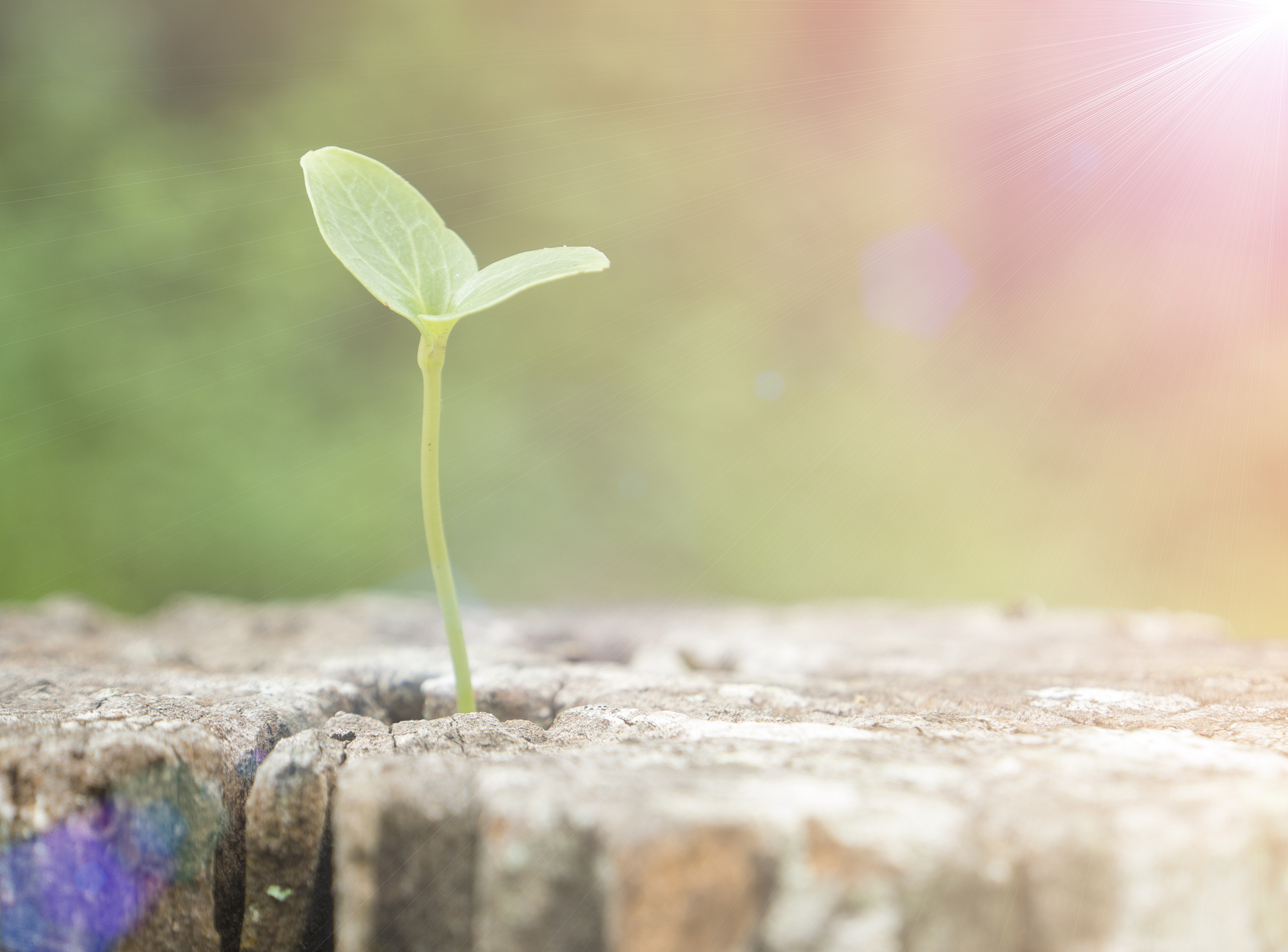 希望的种子：意义、重要性和如何培养