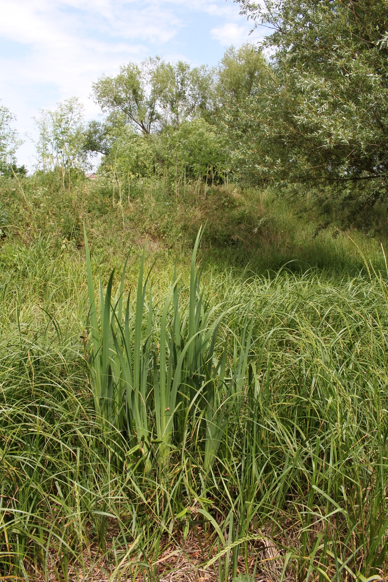 芒草 - Miscanthus 中文名称