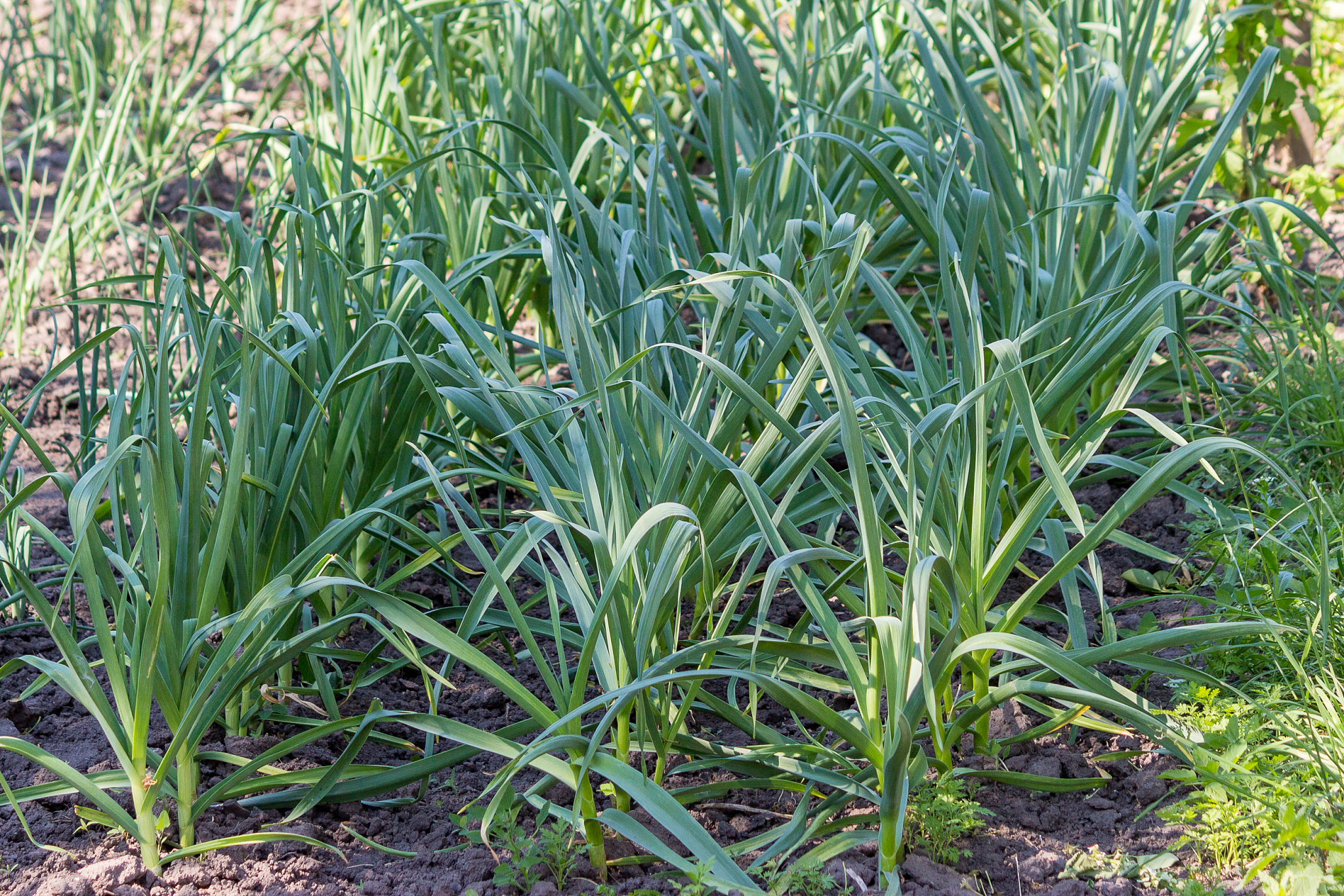 garlic grows on a rural plantation.