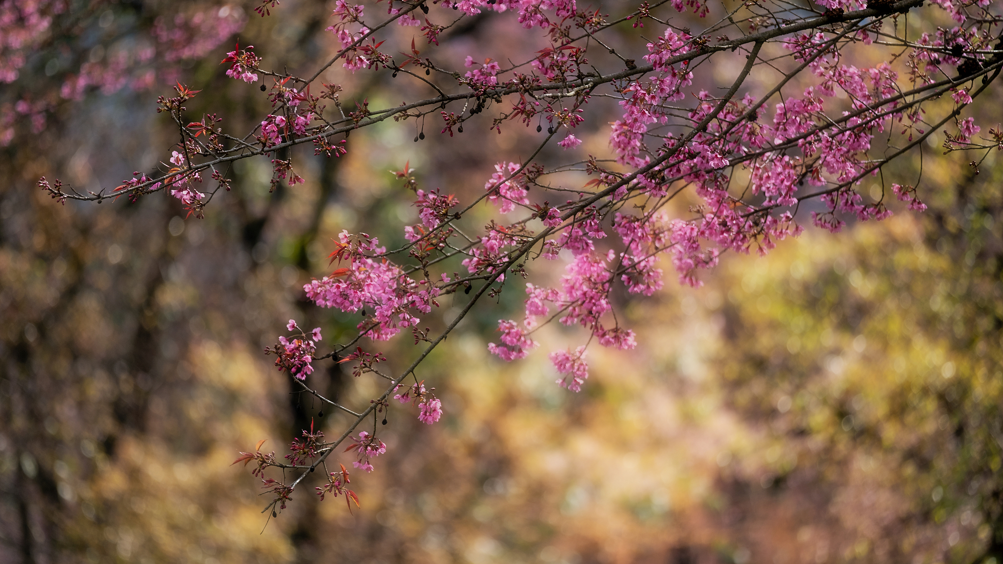 帮我写一首格律诗要求体现校园春日美景花从石缝生出大自然的奇妙生机并诗句要去优雅简洁文化底蕴