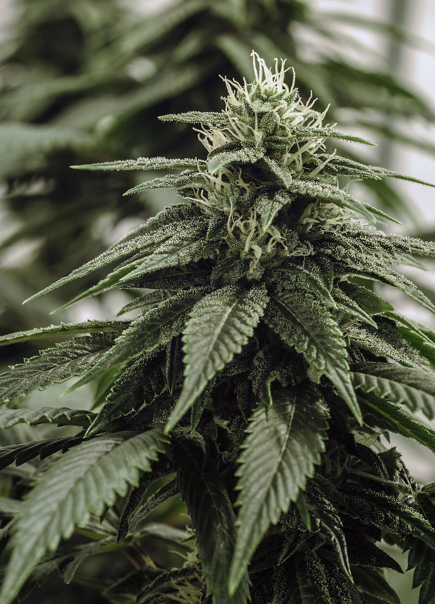 live cannabis macro bud shot