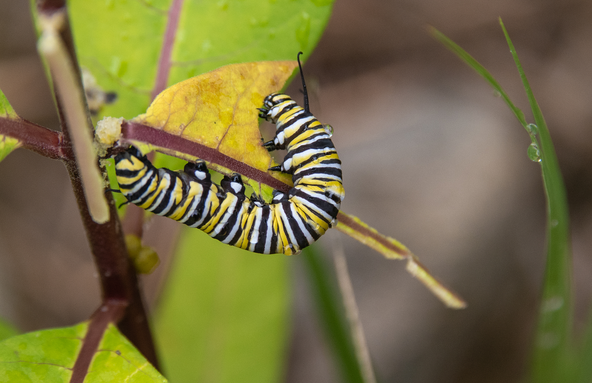 小毛虫新奇的目光：探索世界，渴望成长
