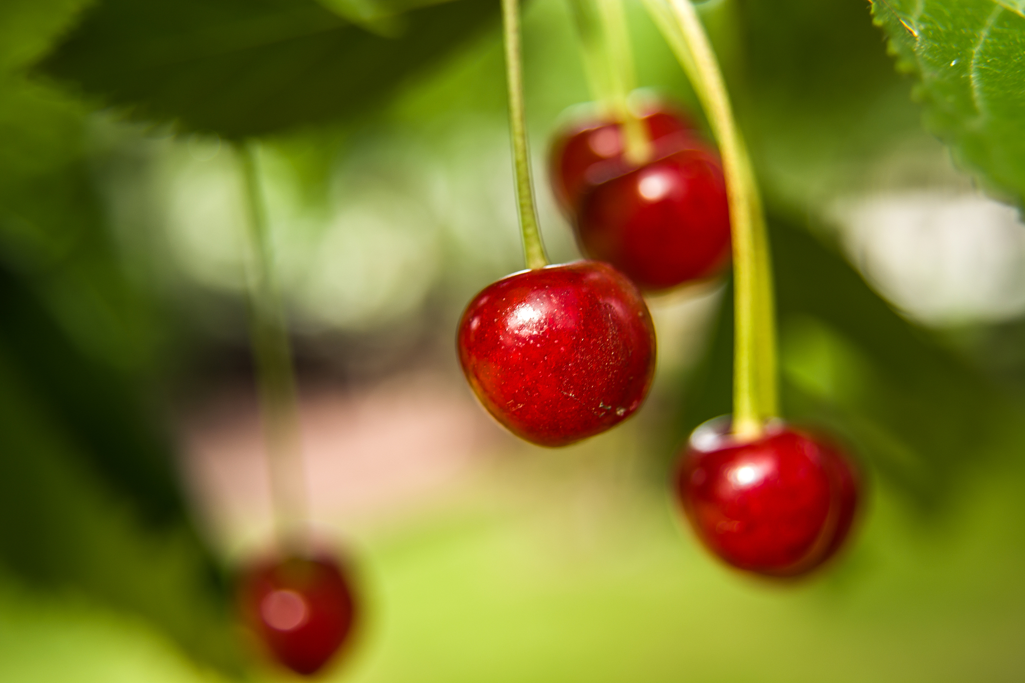 red hanging cherries on the tree