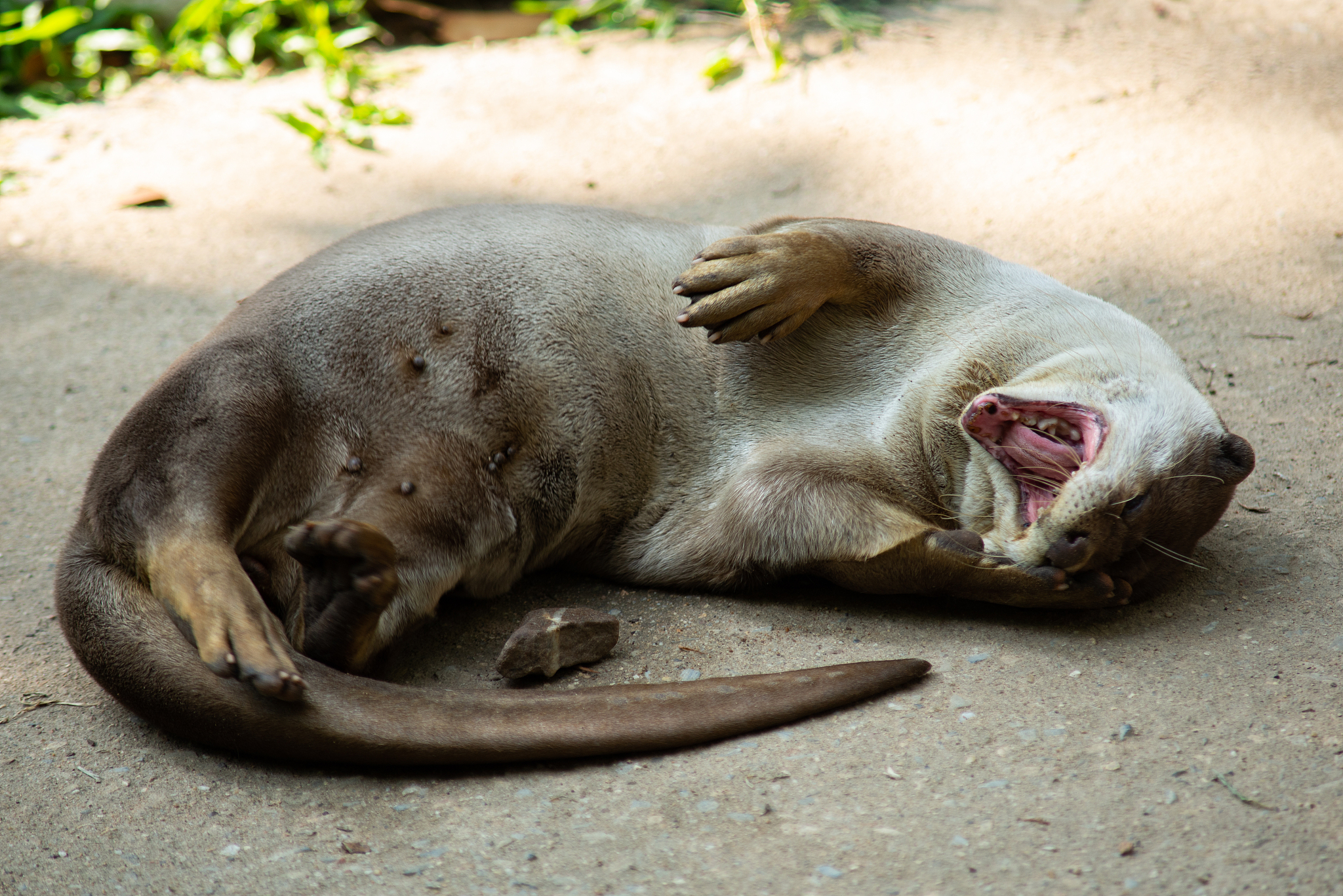 世界上最小的动物：水熊，生命力顽强的微小奇迹